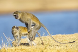 Vervet Monkey (Cercopithecus aethiops) mating South Luangwa NP Zambia August