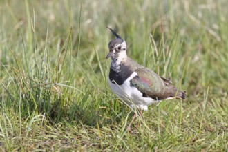 Lapwing (Vanellus vanellus), in splendid plumage, foraging in a marshy meadow, wildlife, Lembruch,