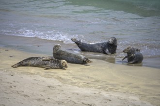 Seals on the beach, Great-Blasket Island, Dunquin, Kerry, Ireland
