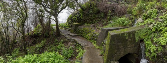 PR17 Pinaculo e Folhadal hiking trail, Levada, Irrigation Canal, Madeira, Portugal