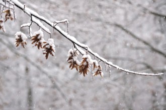 First snow on branches of trees, late autumn, Germany