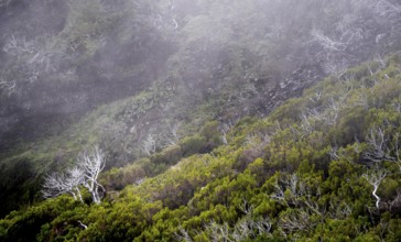 Burnt trees in fog, along hiking trail PR 1, 2 to Pico Ruivo, fog, Madeira, Portugal