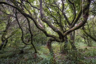 Laurel trees (Ocotea foetens) overgrown with moss and plants, old laurel forest, Laurisilva,