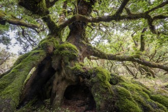 Laurel trees (Ocotea foetens) overgrown with moss and plants, old laurel forest, Laurisilva,