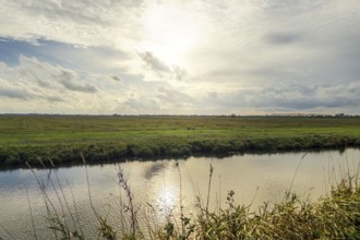 Moist meadows with reeds in the evening sun with the Hunte at Dümmer See, Lower Saxony