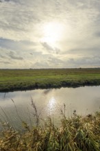 Moist meadows with reeds in the evening sun with the Hunte at Dümmer See, Lower Saxony
