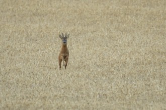 Roe deer (Capreolus capreolus) adult animal male roebuck running in a farmland wheat field in