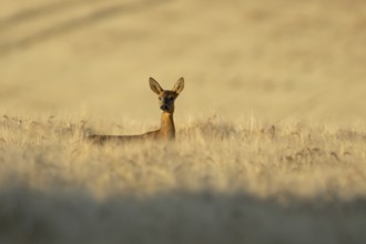 Roe deer (Capreolus capreolus) adult animal female doe in a farmland barley field in summer,