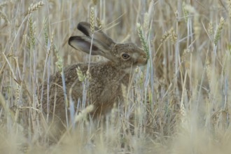 European brown hare (Lepus europaeus) adult animal feeding on a wheat sheath in a farmland field in