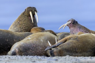 Atlantic walruses (Odobenus rosmarus) colony resting at terrestrial haulout / haul-out on beach