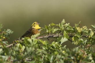 Yellowhammer (Emberiza citrinella) adult male bird singing in a hawthorn hedgerow in summer,