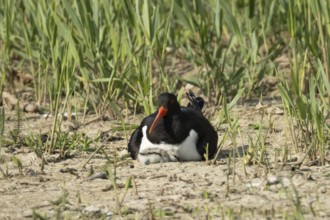 Eurasian oystercatcher (Haematopus ostralegus) adult wading bird seemingly adopted a Pied avocet
