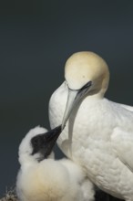 Northern gannet (Morus bassanus) adult parent bird and juvenile baby chick seabirds on a nest on a