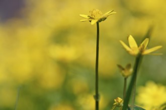 Lesser celandine (Ficaria verna, synonym: Ranunculus ficaria L.), flowers in a damp location, Peene