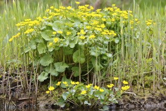 Marsh marigold (Caltha palustris), flowers in a wetland habitat, Peene Valley nature park Park,