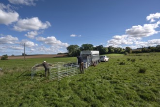 Shepherds build a ferch and prepare sheep load with a double-decker animal transporter on the
