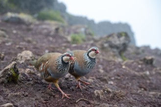 Red-legged partridge (Alectoris rufa), Madeira, Portugal