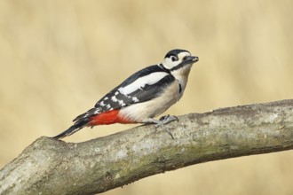 Great spotted woodpecker (Dendrocopos major), male, sitting on a branch, wildlife, animals, birds,
