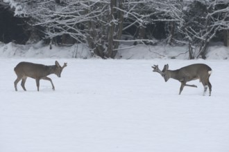 Roe deer (Capreolus capreolus) Bucks in velvet antlers sit with their forelegs in the snow on the