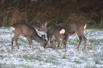 Roe deer (Capreolus capreolus) doe (left and right) and two buck fawns in the snow at the Kirrung