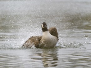 A Canada goose bathing, Ümminger See, Bochum, North Rhine-Westphalia, Germany