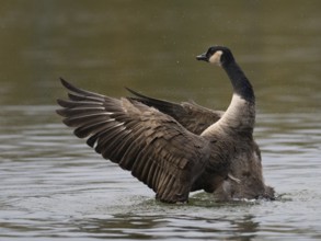 A Canada goose flaps its wings after plumage care, Ümminger See, Bochum, North Rhine-Westphalia,