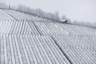 Snowy vineyards in the Stuttgart region in winter. Winter view of the vineyards in Fellbach,