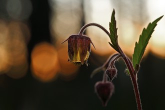 Brooklime (Geum rivale), flowering in the evening light, Peene Valley nature park Park,