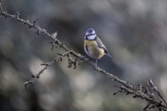 Blue tit (Parus caerulea), Emsland, Lower Saxony, Germany