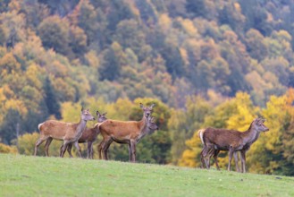A herd of red deer cows (Cervus elaphus) stands in a meadow. In the background, a forest can be