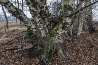 Birches (Betula pendula) in the moor, Emsland, Lower Saxony, Germany