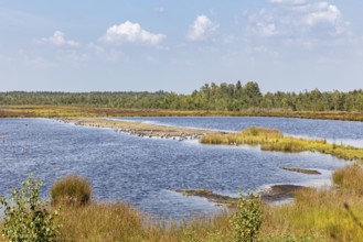 D, Sterntaler, Felze