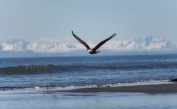 Bald eagle (Haliaeetus leucocephalus) in flight, Anchor Point at Cook Inlet, white mountain peaks
