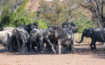 Herd of African elephants (Loxodonta africana), desert elephants, riverbed of the Ugab River,