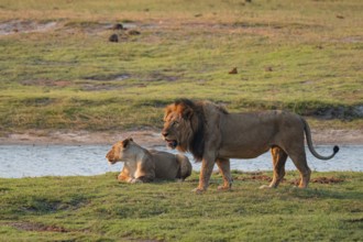 Maned lion and lioness, lion (Panthera leo), Ihaha, Chobe National Park, Botswana