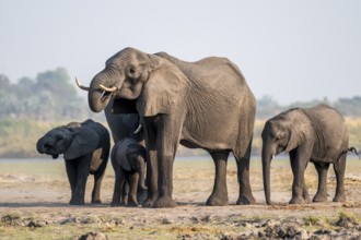 Herd of African elephants (Loxodonta africana), Ihaha, Chobe National Park, Botswana
