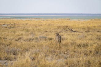 Cheetah (Acinonyx jubatus) running in dry savannah, Etosha National Park, Namibia