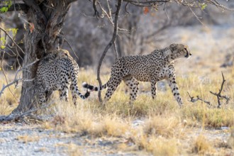 Two cheetahs (Acinonyx jubatus) in dry savannah, Etosha National Park, Namibia