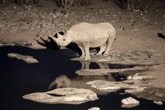 Night shot, black rhino (Diceros bicornis), Okaukuejo waterhole, Etosha National Park, Namibia