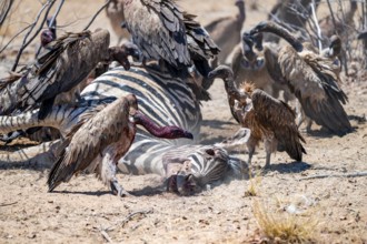 White-backed vulture (Gyps africanus) with bloody head sitting on the head of a dead plains zebra