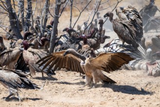 Many white-backed vultures (Gyps africanus), vultures feeding on carcasses, Etosha National Park,