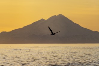Bald eagle (Haliaeetus leucocephalus) flying in front of mountain silhouettes of the Aleutian chain
