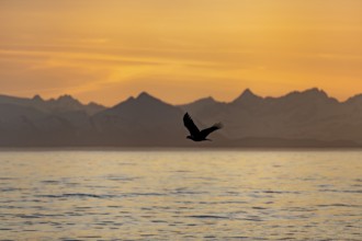 Bald eagle (Haliaeetus leucocephalus) flying in front of mountain silhouettes of the Aleutian