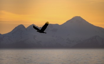 Bald eagle (Haliaeetus leucocephalus) flying in front of mountain silhouettes of the Aleutian chain