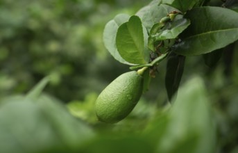 A single green lime hanging from a branch surrounded by leaves