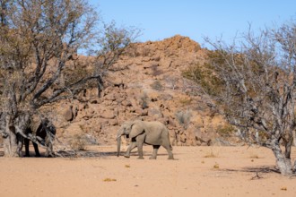 African elephant (Loxodonta africana), desert elephant in barren desert landscape, riverbed of the