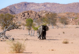 African elephant (Loxodonta africana), desert elephant in barren desert landscape, adult male,