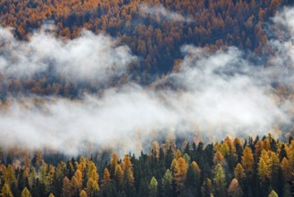 Coniferous forest with larch and spruce trees crossed by clouds of fog, Engadin, Canton of