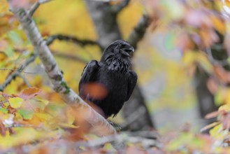 A common raven (Corvus corax) sits in an autumnal colored tree. Austria
