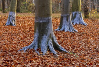 Protection against beaver damage, with whitish paint containing quartz sand, painted trees in the